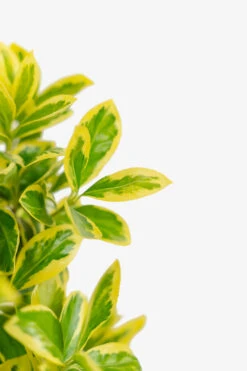 Silver King Euonymus