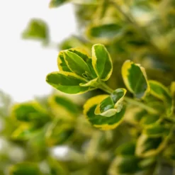 Silver Queen Euonymus -The Tree Center Store Silver Queen Euonymus 5G 04 scaled e1695310686433 600x600 1