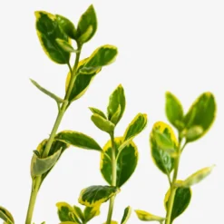 Silver Queen Euonymus -The Tree Center Store Silver Queen Euonymus 5G 05 scaled e1695310664470 600x600 1