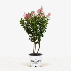 Sioux Crape Myrtle -The Tree Center Store Sioux Crape Myrtle 5G 01 600x600 1