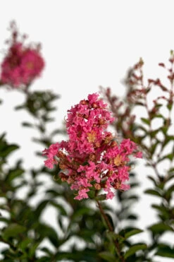 Sioux Crape Myrtle -The Tree Center Store Sioux Crape Myrtle 5G 03 600x900 1