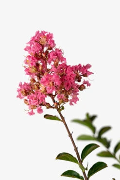 Sioux Crape Myrtle -The Tree Center Store Sioux Crape Myrtle 5G 04 600x900 1
