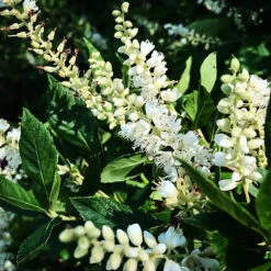 Sixteen Candles Summersweet -The Tree Center Store Sixteen Candles Summersweet 1 copy 600x600 1