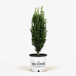 Sky Pencil Holly -The Tree Center Store Sky Pencil Holly 3G 01 600x600 1