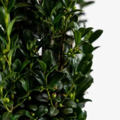 Sky Pencil Holly -The Tree Center Store Sky Pencil Holly 3G 03 copy 600x600 1