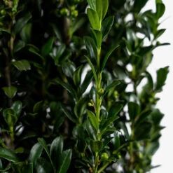 Sky Pencil Holly -The Tree Center Store Sky Pencil Holly 3G 05 copy 600x600 1