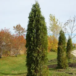 Skybound Arborvitae -The Tree Center Store Skybound Arborvitae 3 copy jpg
