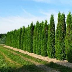 Skybound Arborvitae -The Tree Center Store Skybound Arborvitae 4 copy jpg