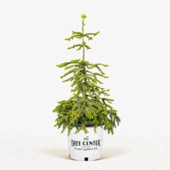 Skylands Oriental Spruce