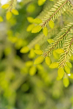 Skylands Oriental Spruce -The Tree Center Store Skylands Oriental Spruce 3G 07 copy 600x900 1