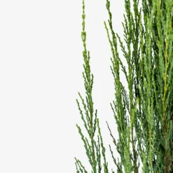 Skyrocket Juniper -The Tree Center Store Skyrocket Juniper 3G 02 copy 600x600 1