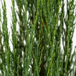 Skyrocket Juniper -The Tree Center Store Skyrocket Juniper 3G 03 copy 600x600 1