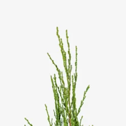 Skyrocket Juniper -The Tree Center Store Skyrocket Juniper 3G 05 copy 600x600 1