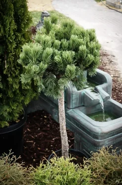 Slowmound Mugo Pine - Tree Form 5 Slowmound Mugo Pine - Tree Form -The Tree Center Store Slowmound Mugo Pine 1 copy jpg webp