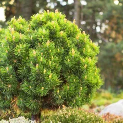Slowmound Mugo Pine -The Tree Center Store Slowmound Mugo Pine 3 copy jpg