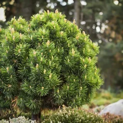 Slowmound Mugo Pine - Tree Form