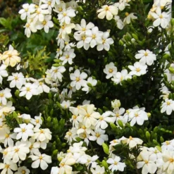 Snow Girl™ Gardenia -The Tree Center Store Snow Girl Gardenia 3 copy 600x600 1