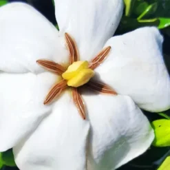 Snow Globe Gardenia -The Tree Center Store Snow Globe Gardenia 3 copy jpg webp