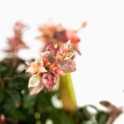 Snow-N-Summer Asiatic Jasmine