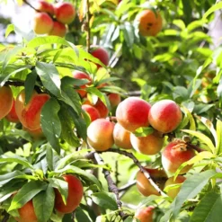 Snowbrite White Peach Tree -The Tree Center Store Snowbrite White Peach Tree 3 jpg webp