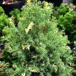 Snowflake Hinoki Cypress -The Tree Center Store Snowflake Hinoki Cypress 1 copy jpg