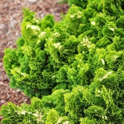 Snowflake Hinoki Cypress -The Tree Center Store Snowflake Hinoki Cypress 3 copy jpg