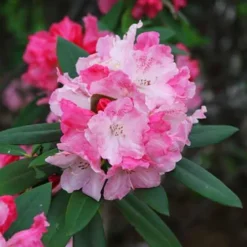 Solidarity Rhododendron