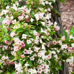 Sonic Bloom® Pearl Weigela -The Tree Center Store Sonic Bloom Pearl Weigela 1 copy 1 jpg