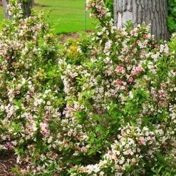 Sonic Bloom® Pearl Weigela