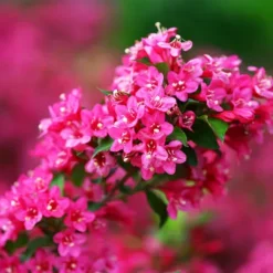 Sonic Bloom® Pink Weigela -The Tree Center Store Sonic Bloom Pink Weigela 2 copy jpg webp