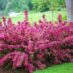 Sonic Bloom® Pink Weigela -The Tree Center Store Sonic Bloom Pink Weigela 3 copy jpg webp