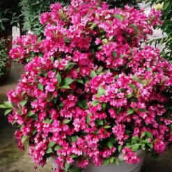 Sonic Bloom® Red Weigela -The Tree Center Store Sonic Bloom Weigela 3 copy 600x600 1