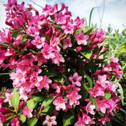 Sonic Bloom® Red Weigela -The Tree Center Store Sonic Bloom Weigela 4 copy 600x600 1