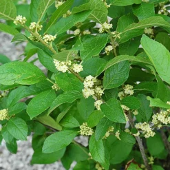 Southern Gentleman Winterberry Holly -The Tree Center Store Southern Gentleman Winterberry Holly 2 copy jpg