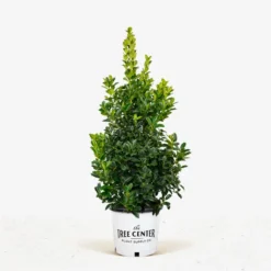 Southern Living Oakland Holly Tree