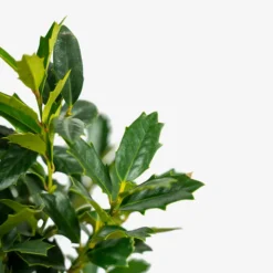 Southern Living Oakland Holly Tree -The Tree Center Store Southern Living Oakland Holly Tree 7G 02 600x600 1