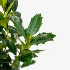 Southern Living Oakland Holly Tree -The Tree Center Store Southern Living Oakland Holly Tree 7G 05 600x600 1