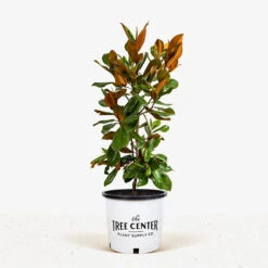 Southern Magnolia "DD Blanchard" -The Tree Center Store Southern Magnolia DD Blanchard 5G 01 1 600x600 1