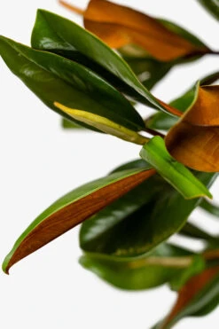 Southern Magnolia "DD Blanchard" -The Tree Center Store Southern Magnolia DD Blanchard 5G 04 600x900 1