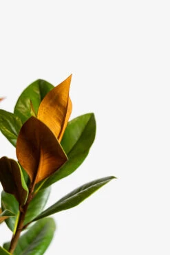 Southern Magnolia "DD Blanchard" -The Tree Center Store Southern Magnolia DD Blanchard 5G 05 600x900 1