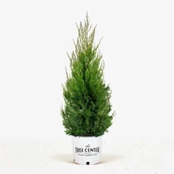 Spartan Juniper -The Tree Center Store Spartan Juniper 5G 01 jpg 600x600 1