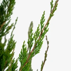 Spartan Juniper -The Tree Center Store Spartan Juniper 5G 03 600x600 1