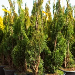 Spiral Emerald Green Arborvitae -The Tree Center Store Spiral Emerald Green Arborvitae 1.1 600x600 1