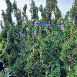 Spiral Sea Green Juniper -The Tree Center Store Spiral Sea Green Juniper 3 600x600 1