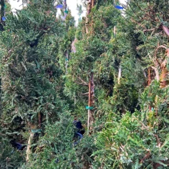 Spiral Sea Green Juniper -The Tree Center Store Spiral Sea Green Juniper 4 600x600 1