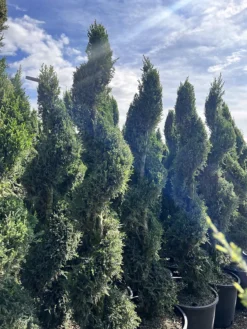 Spiralis Spartan Juniper -The Tree Center Store SpiralisSpartanJuniper4 600x800 1