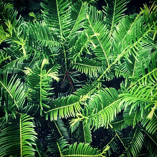 Spreading Japanese Plum Yew 2 Spreading Japanese Plum Yew - Image 2