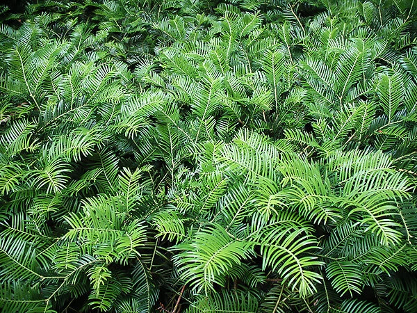 Spreading Japanese Plum Yew 1 Spreading Japanese Plum Yew