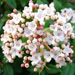 Spring Bouquet Viburnum -The Tree Center Store Spring Bouquet Viburnum 1 copy jpg