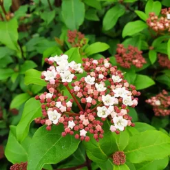 Spring Bouquet Viburnum -The Tree Center Store Spring Bouquet Viburnum 4 copy jpg